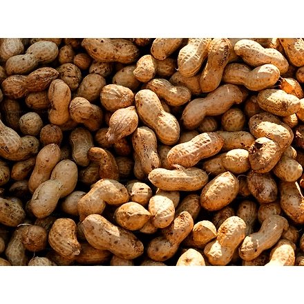 Peanuts-4