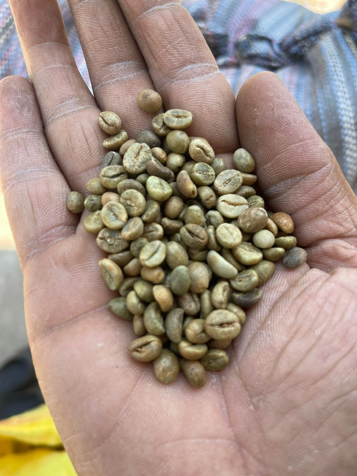 Robusta Green Coffee Beans-1