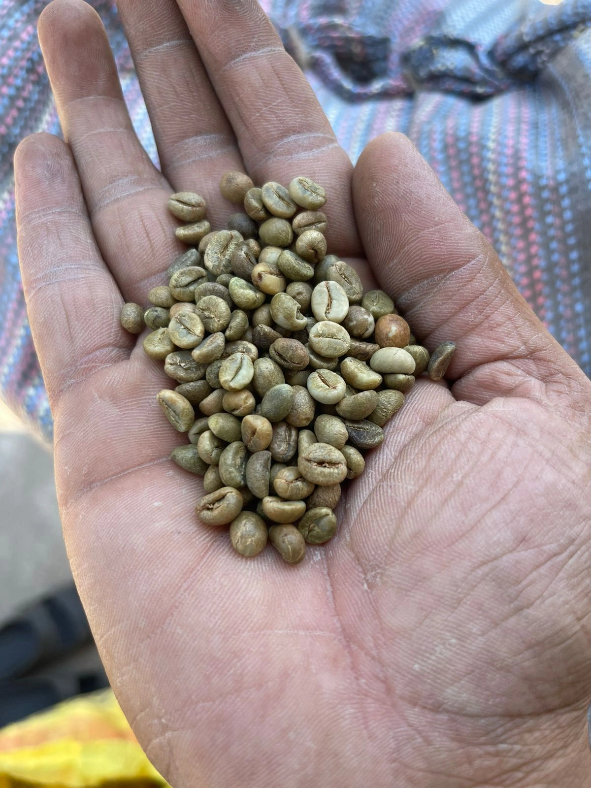 Robusta Green Coffee Beans-2