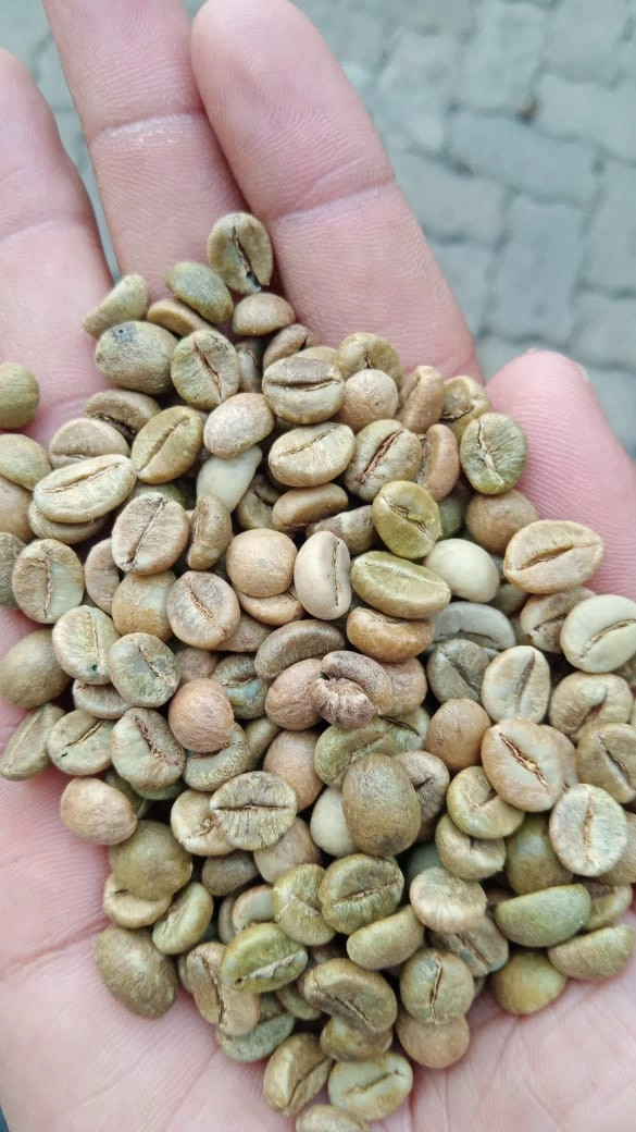 Robusta Green Coffee Beans-3