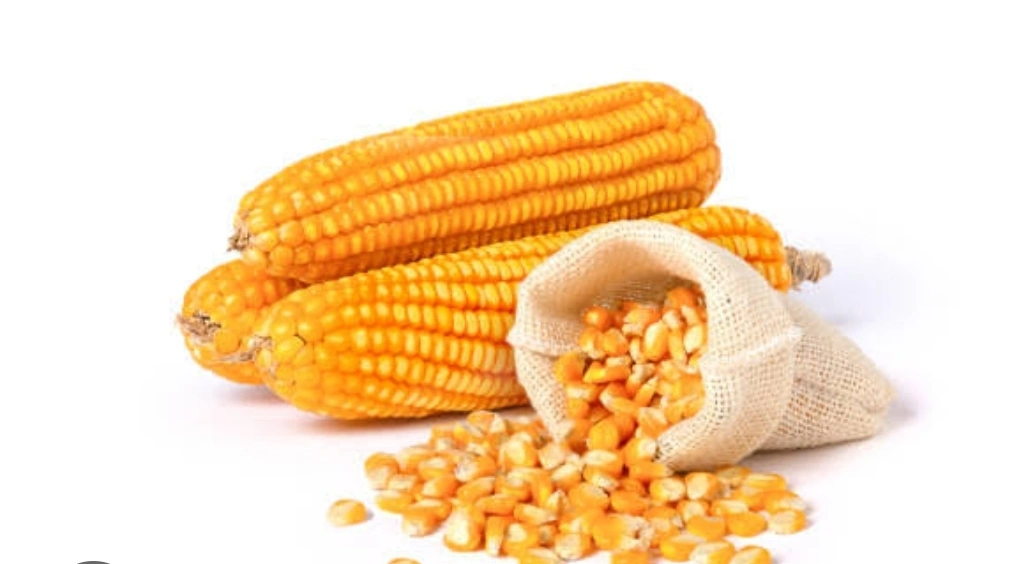 MAIZE-12626302