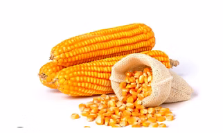 MAIZE