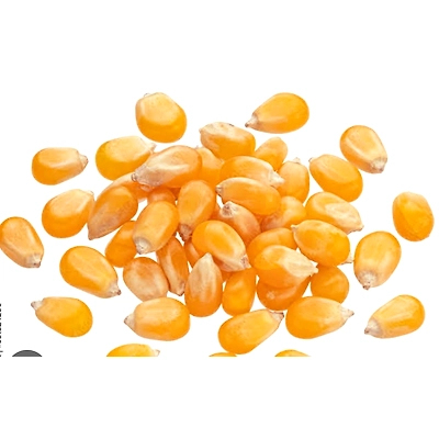 MAIZE-1
