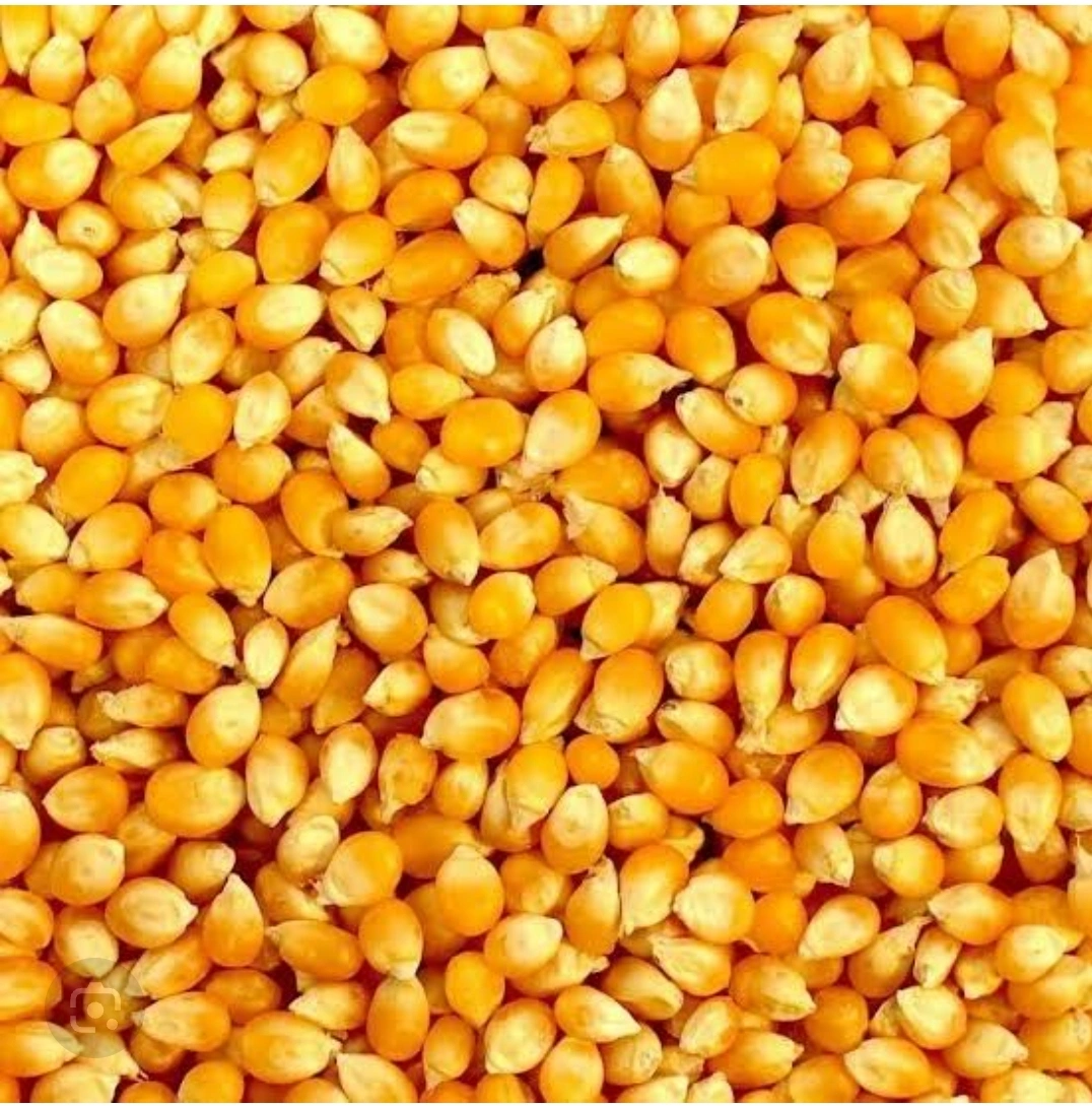 MAIZE-2