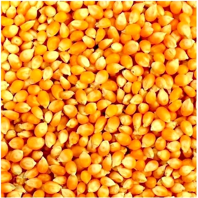 MAIZE-2