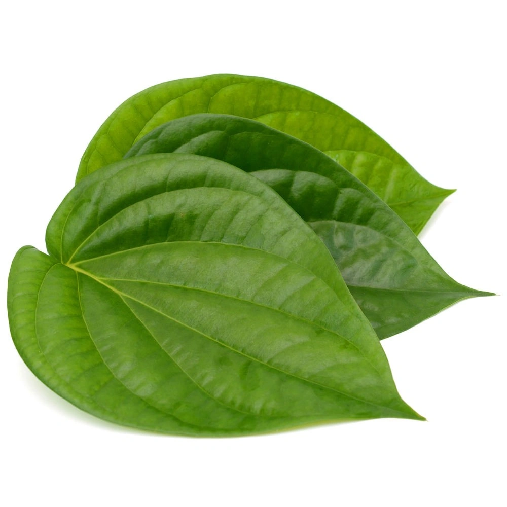 Betel Leaf-12627378