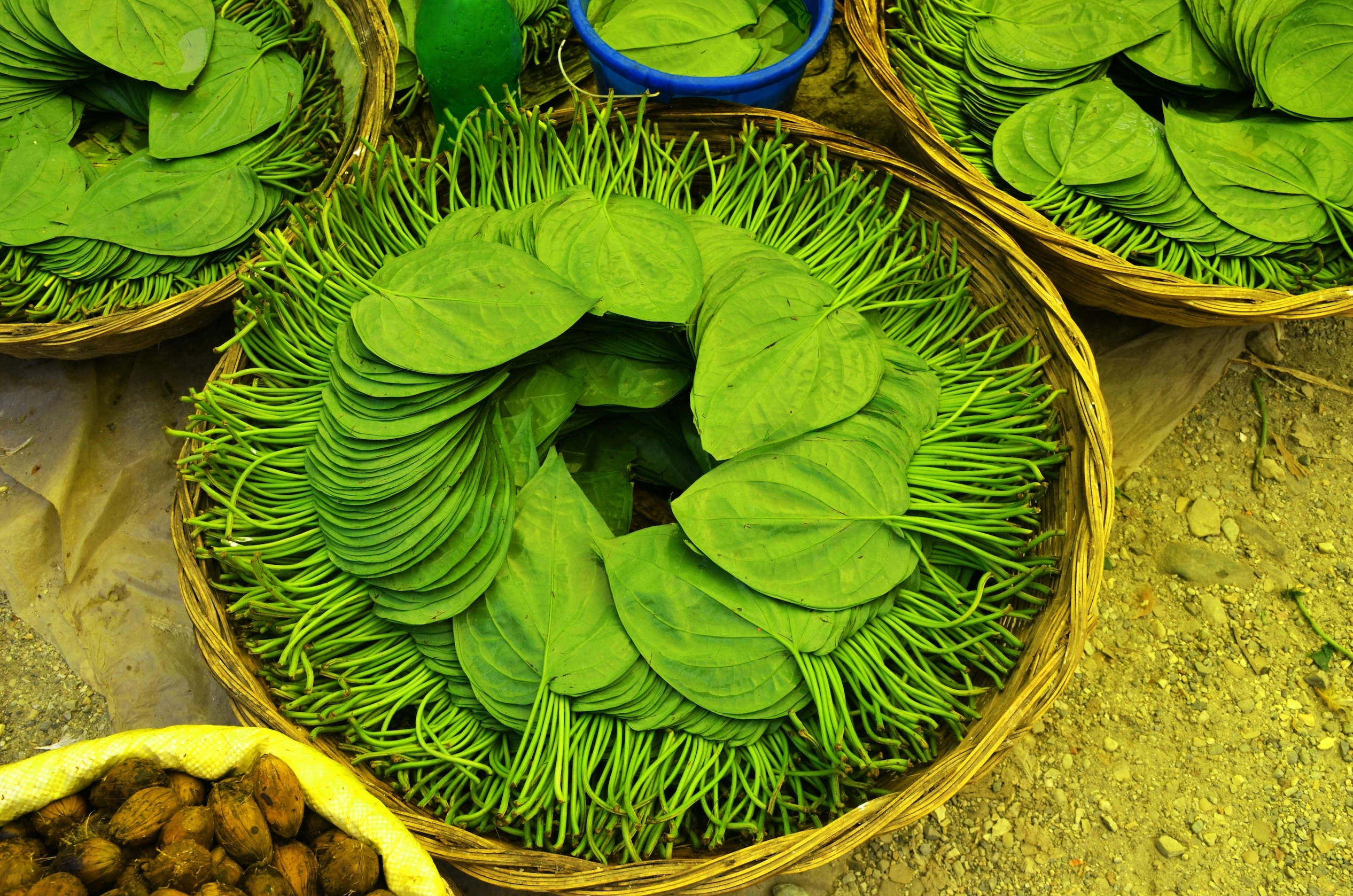 Betel Leaf-2