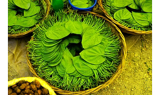 Betel Leaf