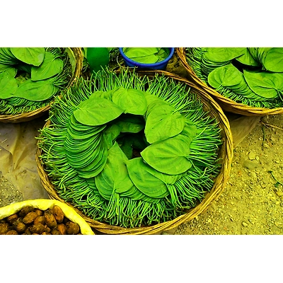 Betel Leaf-2
