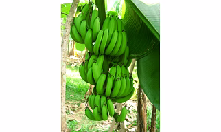 Banana