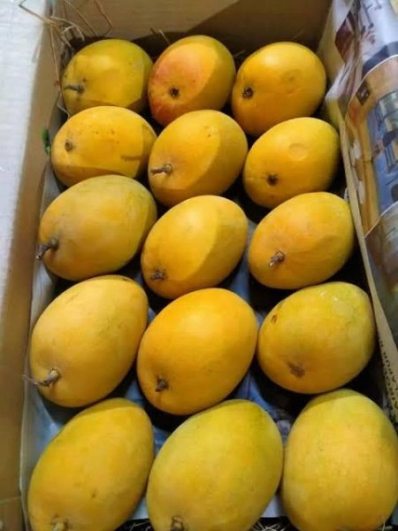 Mango-2