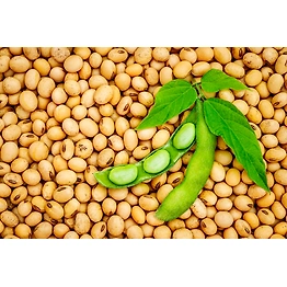 Soyabean