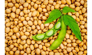 Soyabean