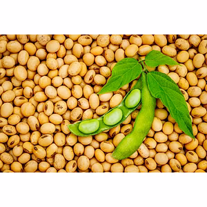 Soyabean