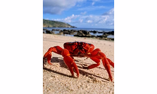 LIVE MUD CRAB