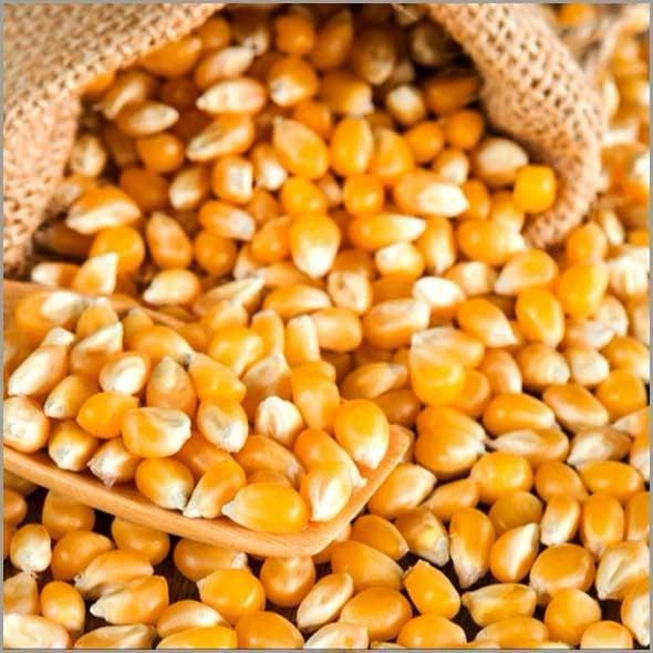 Maize corn-12643173