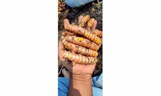 Turmeric fingers Salem double polished