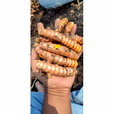 Turmeric fingers Salem double polished-12867271