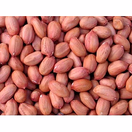groundnut