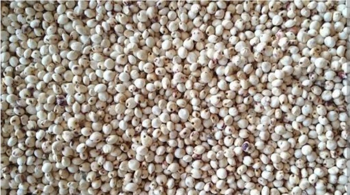 Sorghum ( jowar) HS Code-1007-12607176