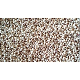 Aquarich Technology Sorghum ( jowar) HS Code-1007