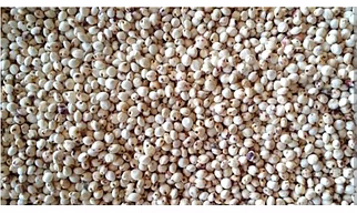 Sorghum ( jowar) HS Code-1007