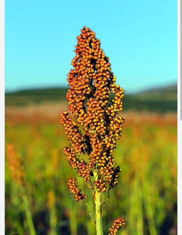 Sorghum ( jowar) HS Code-1007-1