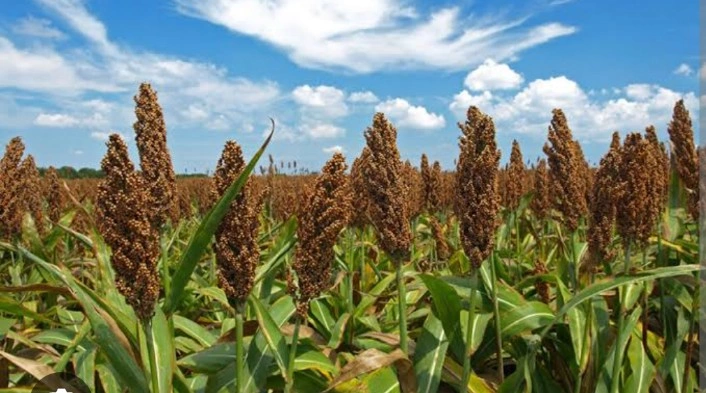 Sorghum ( jowar) HS Code-1007-2