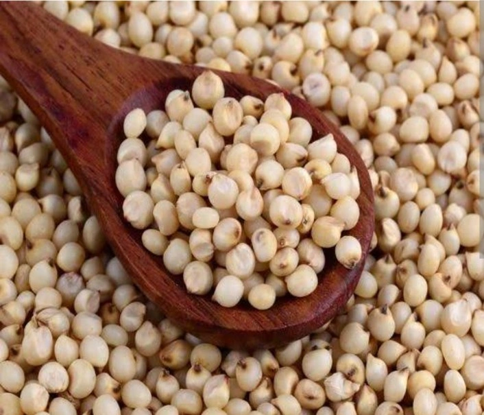 Sorghum ( jowar) HS Code-1007-3