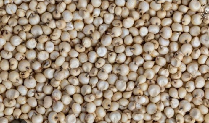 Sorghum ( jowar) HS Code-1007-4