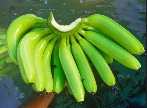 Cavendish Banana-12618856