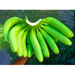 Cavendish Banana