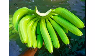 Cavendish Banana