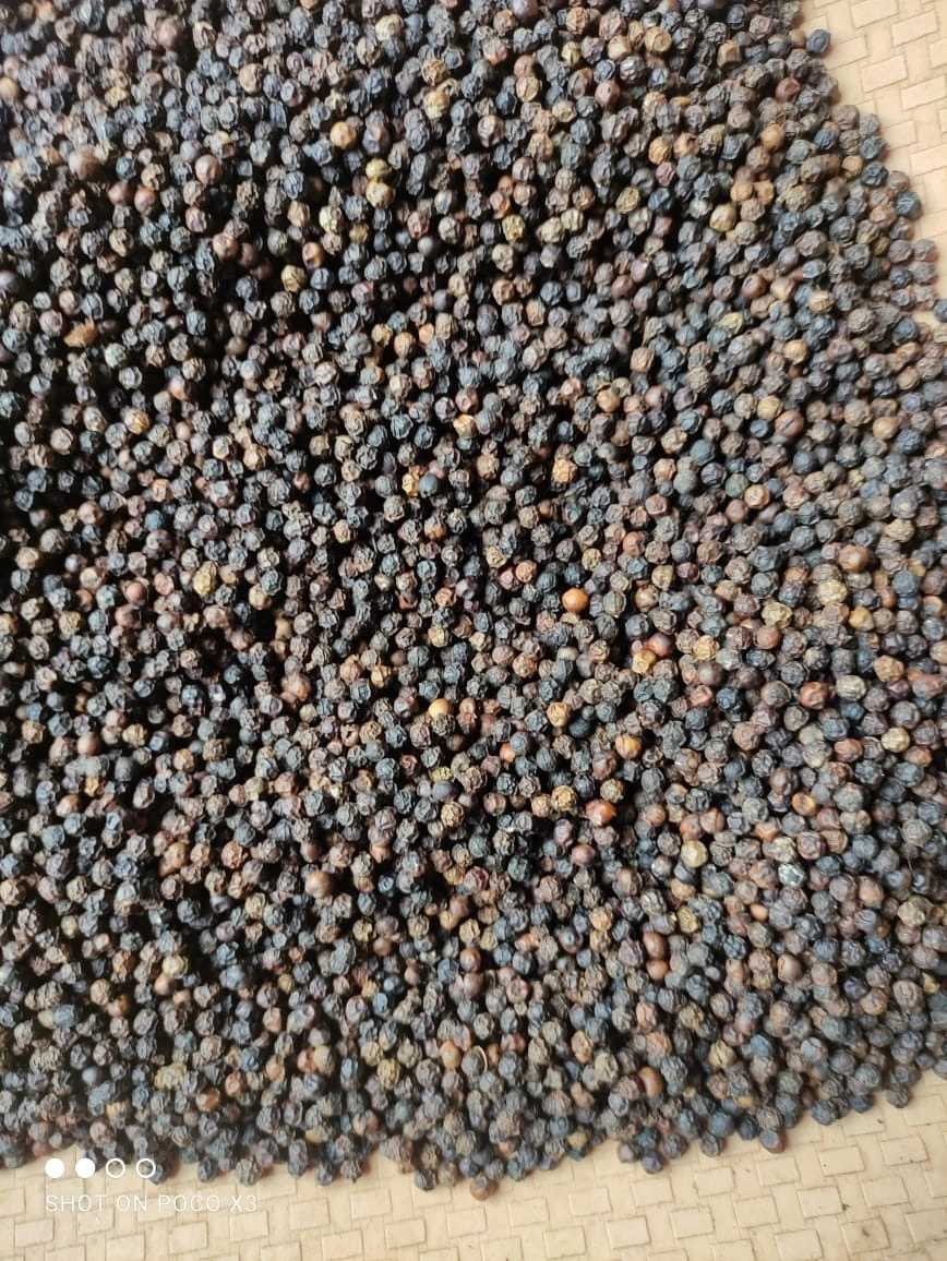 Indian Black Pepper-12651733