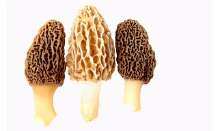 Dried Morel Mushroom