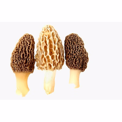 dried morel mushroom