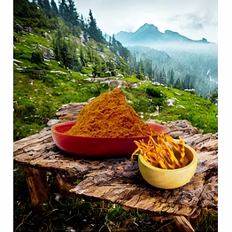 cordyceps militaris mushroom extract powder