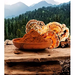 turkey tail mushroom extract powder