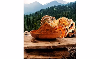 Turkey Tail Mushroom Extract Powder