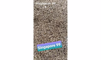 CUMIN SEEDS (SINGAPORE 99% PURITY) WHOLE