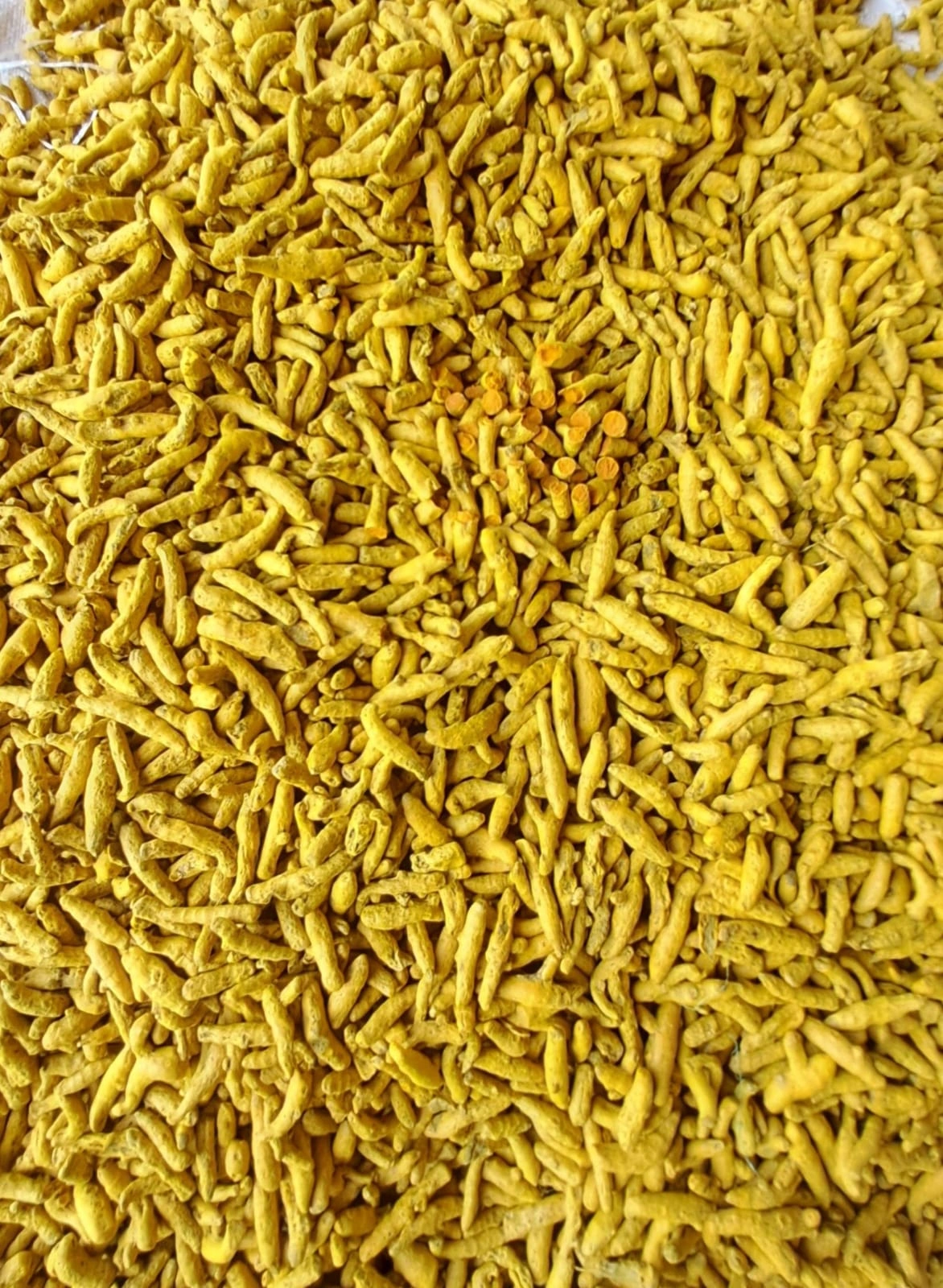 TURMERIC WHOLE-1