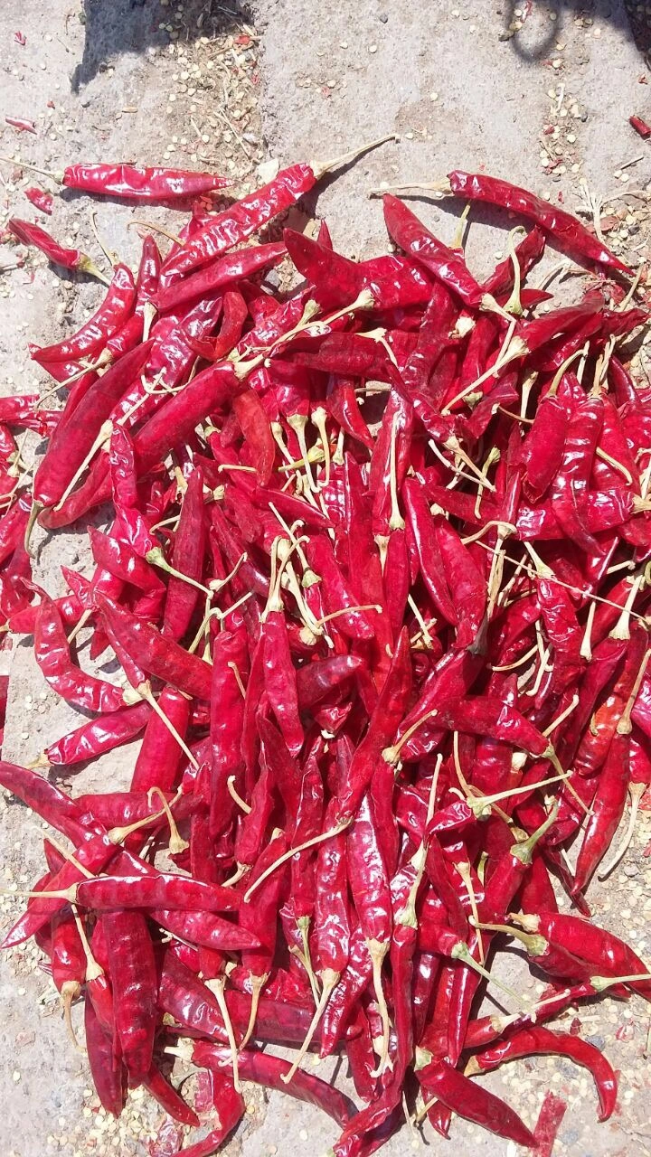 DRY RED CHILLIES  WHOLE (GUNTUR QUALITY)-1