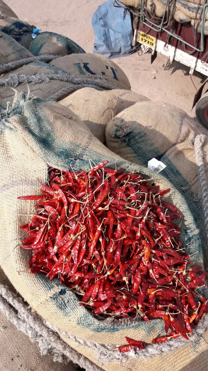 DRY RED CHILLIES  WHOLE (GUNTUR QUALITY)-2