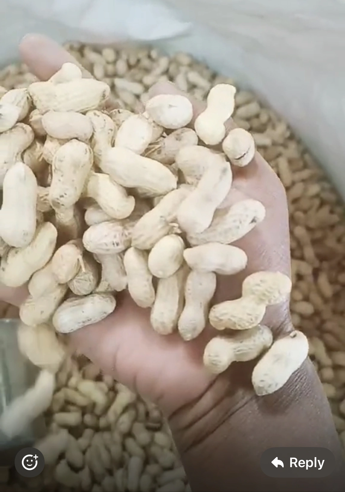 GROUNDNUTS (IN SHELL) GROUNDNUTS KERNELS-1