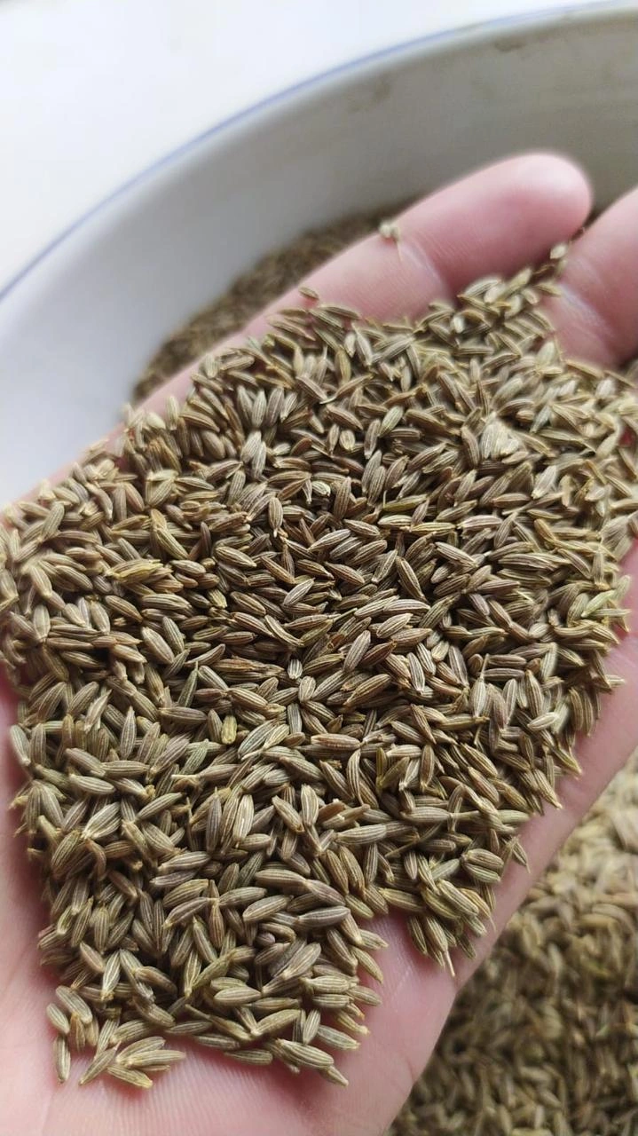 Cumin seed-12643165