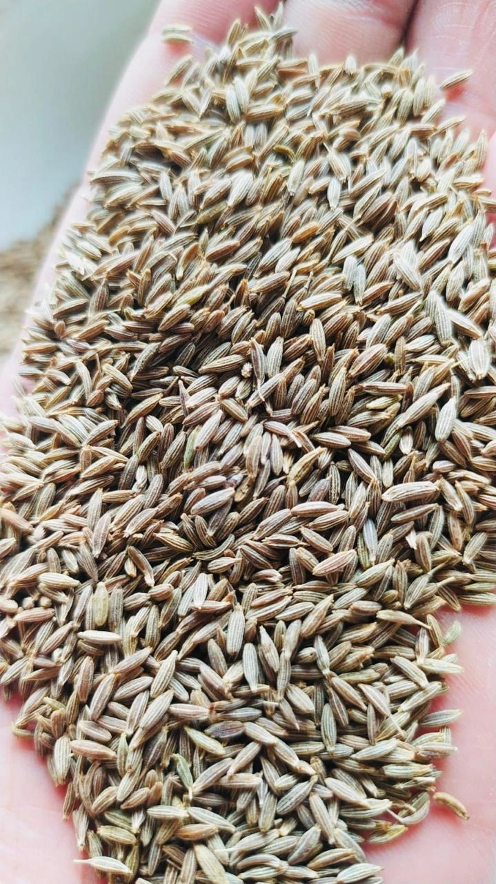 Cumin seed-1