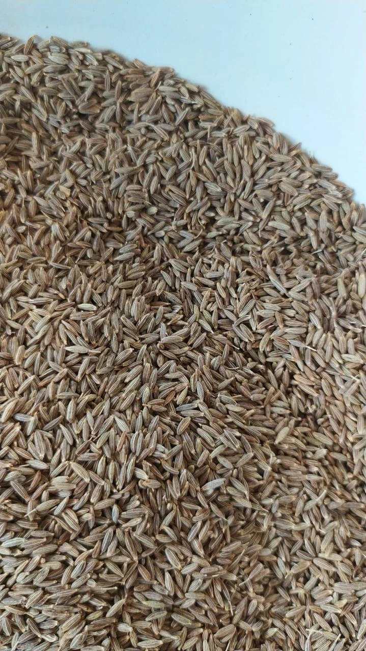 Cumin seed-2