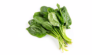Fresh Organic Spinach – Bulk Supply | Farm Fresh Green Spinach Supplier from Ind
