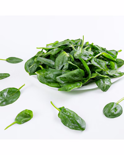 Fresh Organic Spinach – Bulk Supply | Farm Fresh Green Spinach Supplier from Ind-1