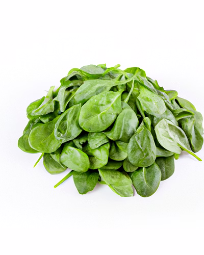 Fresh Organic Spinach – Bulk Supply | Farm Fresh Green Spinach Supplier from Ind-2